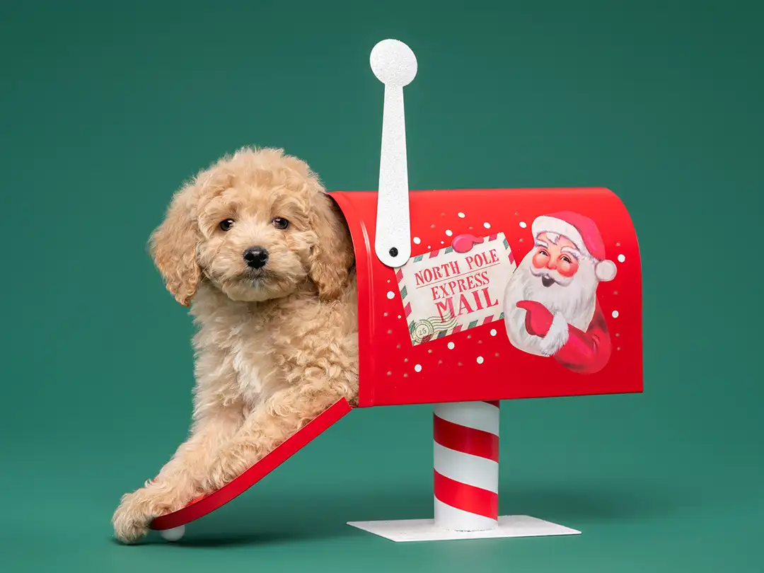 Available Puppies Banner