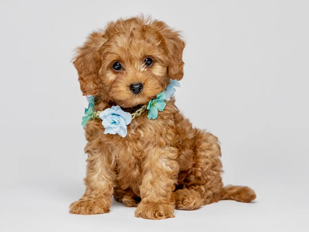 ABCs Puppy Zs Litter of Micro Goldendoodle Puppies All
                    Together Laying on a White Wooden Bed