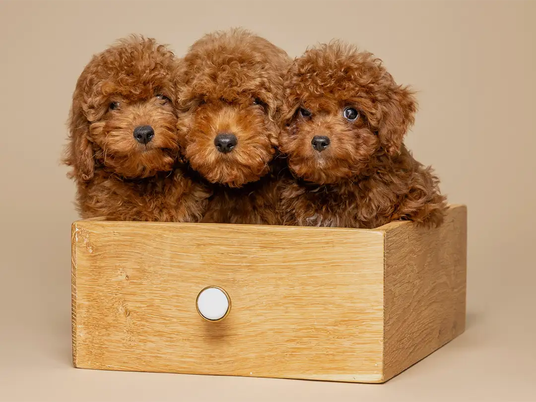 ABCs Puppy Zs Litter of F1B Micro Teacup Goldendoodle
                    Puppies Sitting and Standing on A Wooden Chair