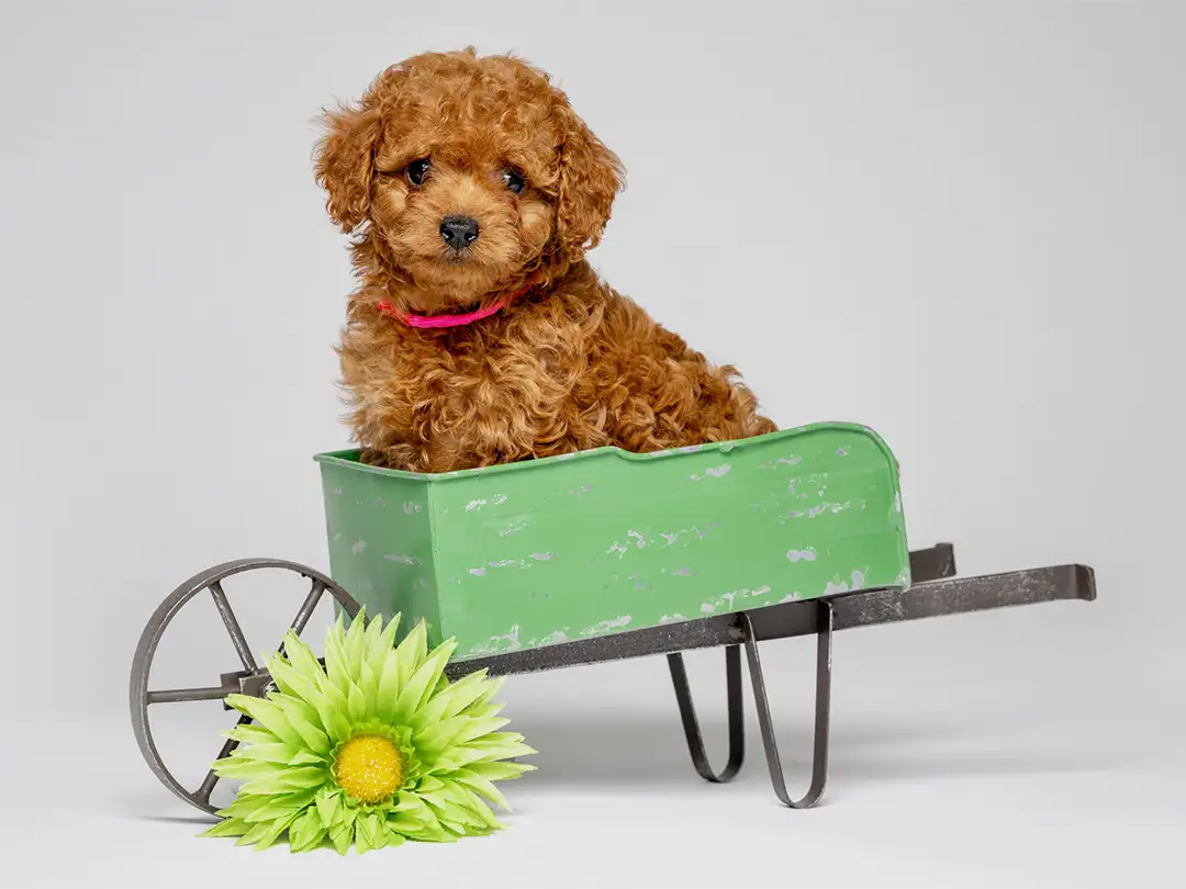 ABCs Puppy Zs Litter of F1B Teacup Goldendoodle Puppies
                    Sitting in a Wooden Dresser Drawer