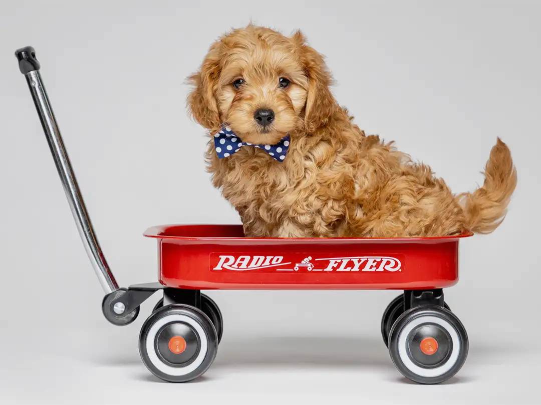 ABCs Puppy Zs Litter of Toy Goldendoodle Puppies All Sitting in
                    A Little Red Wagon
