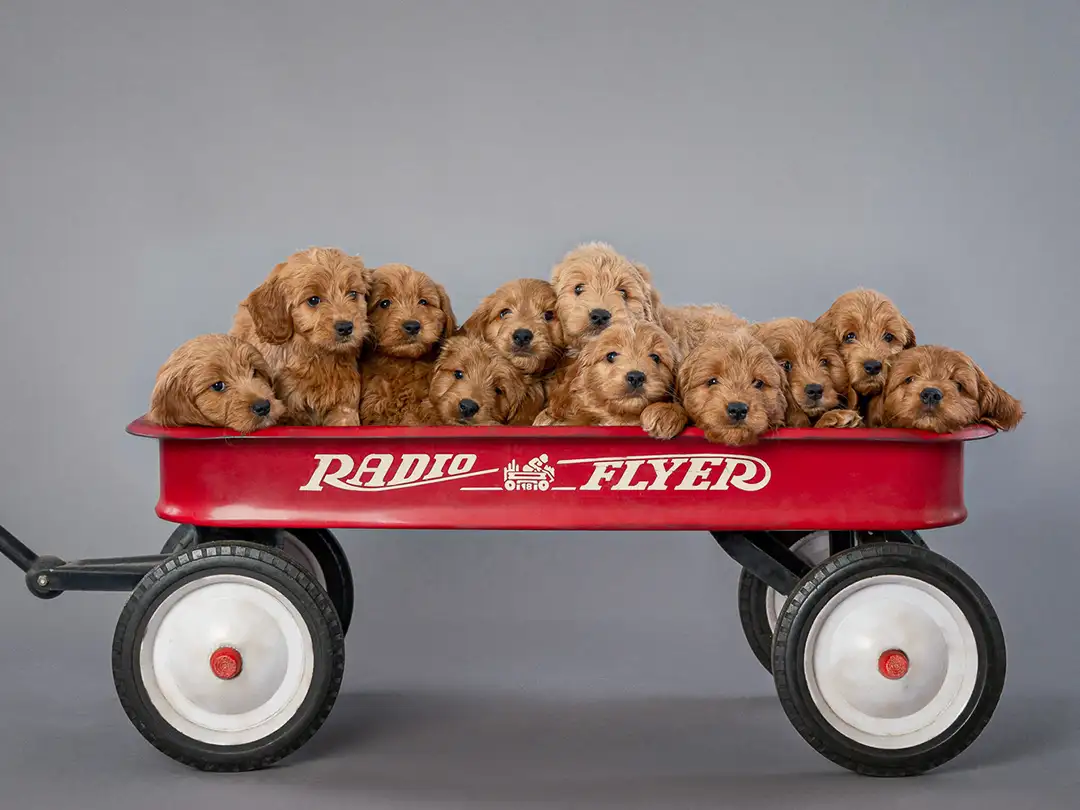 Available Puppies Banner