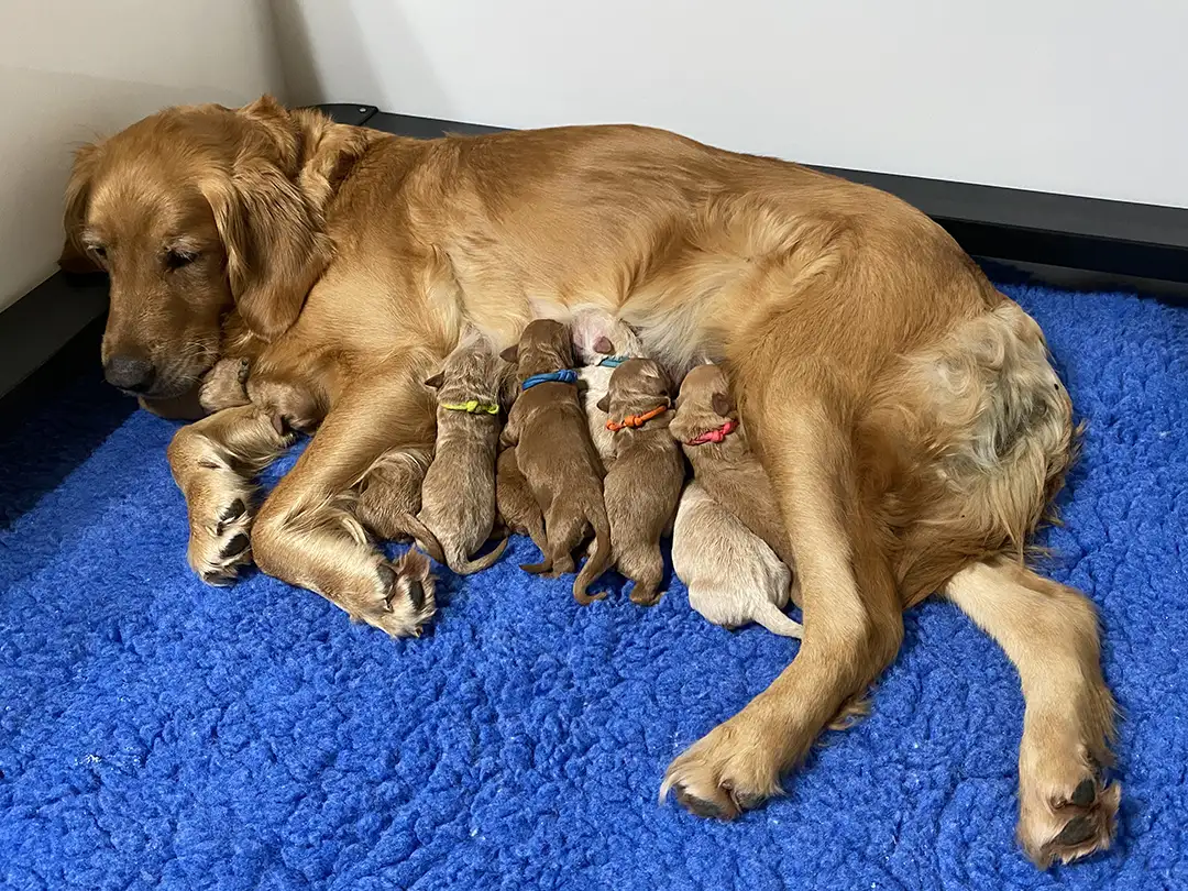 Goldendoodle FAQ Banner