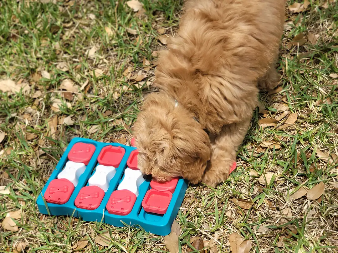 Goldendoodle Puppy Pricing Banner