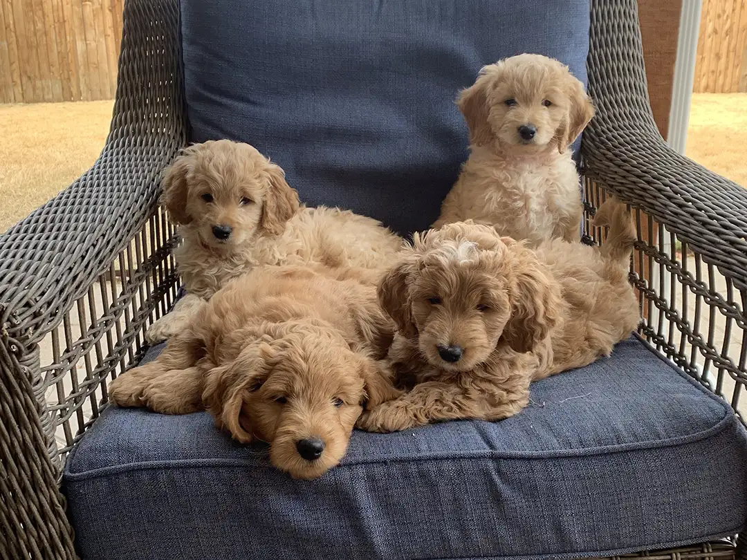 Goldendoodle Puppy Socialization Banner