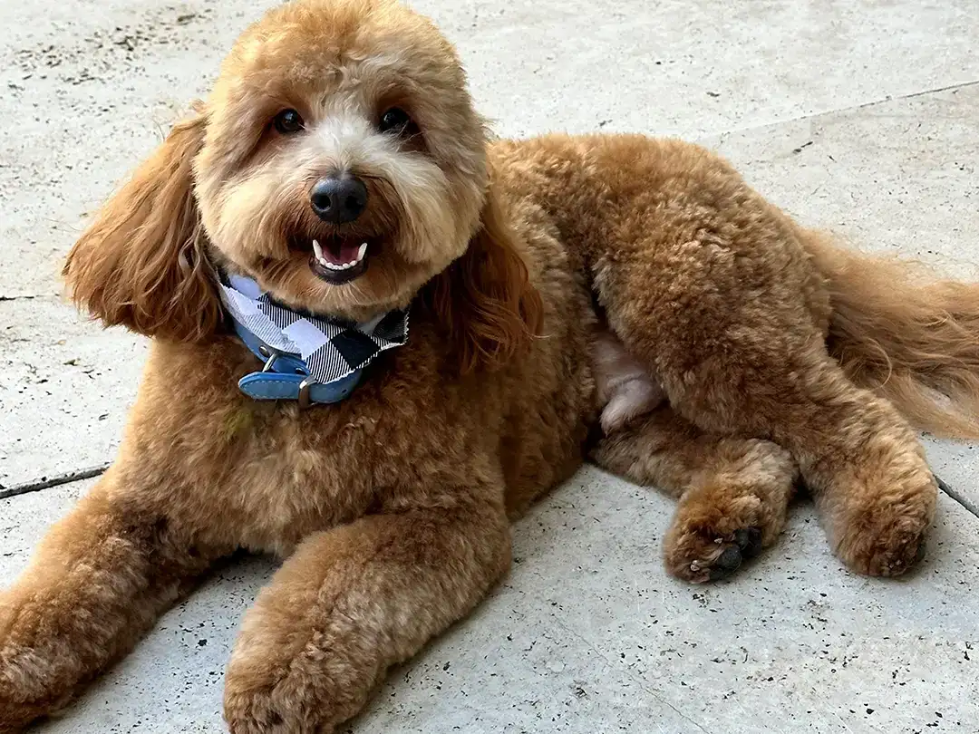 Goldendoodle Temperament Banner