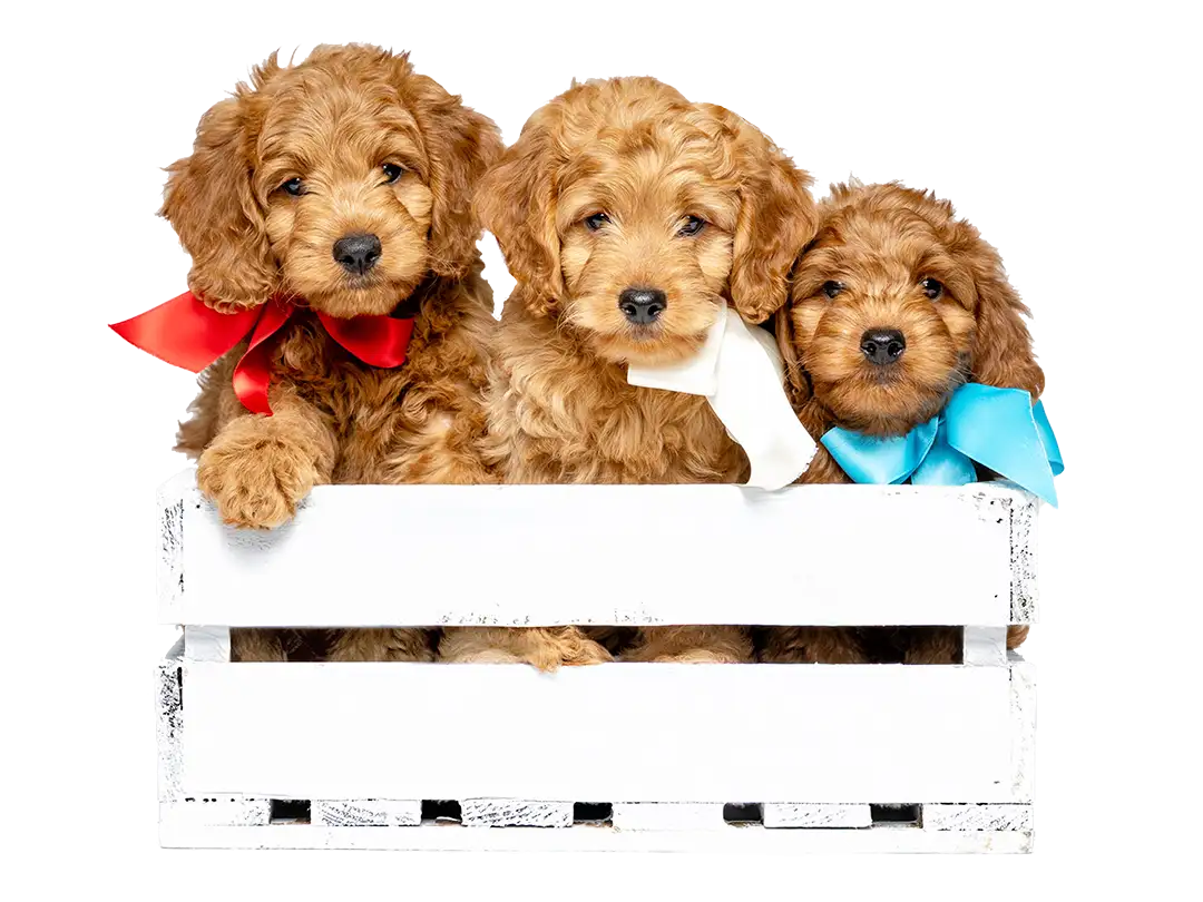 ABCs Puppy
                  Zs Hero Image