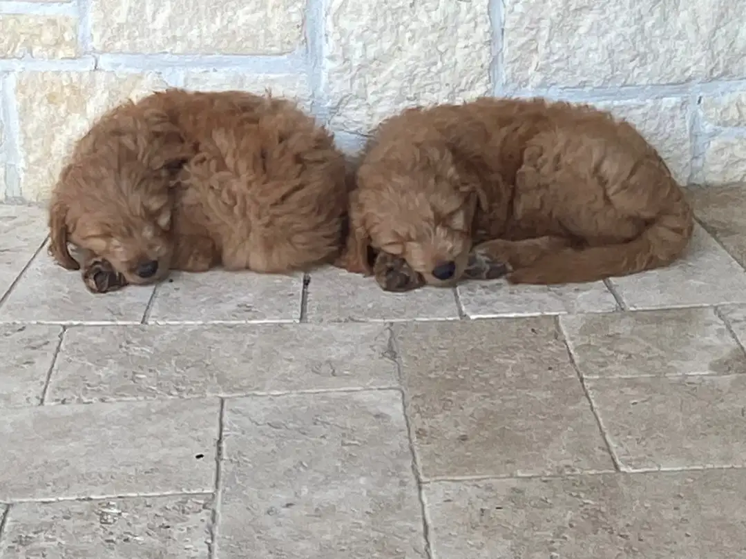 Goldendoodle Puppy Delivery Banner